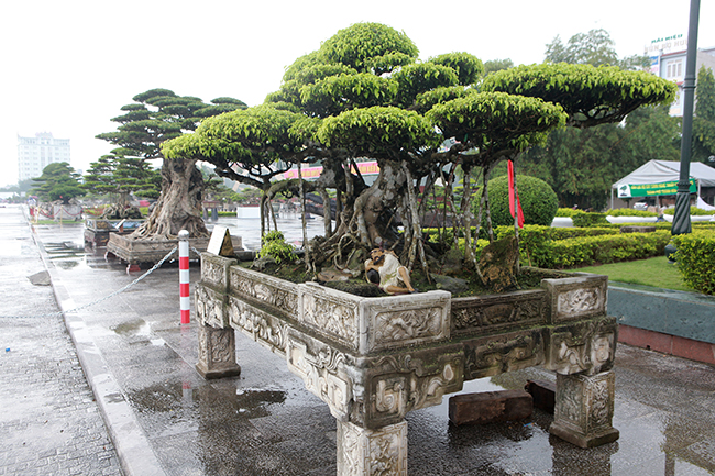 Choáng ngợp bộ 3 cây sanh giá 25 tỷ ở làng nghề cây cảnh lớn nhất miền Bắc-5