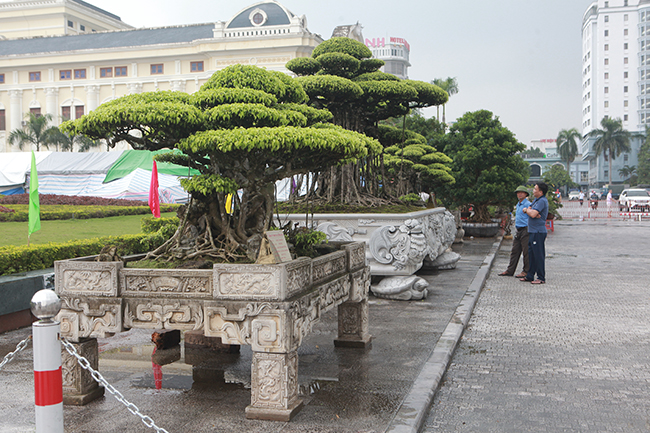 Choáng ngợp bộ 3 cây sanh giá 25 tỷ ở làng nghề cây cảnh lớn nhất miền Bắc-8