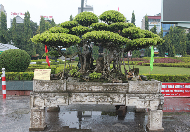 Choáng ngợp bộ 3 cây sanh giá 25 tỷ ở làng nghề cây cảnh lớn nhất miền Bắc-9