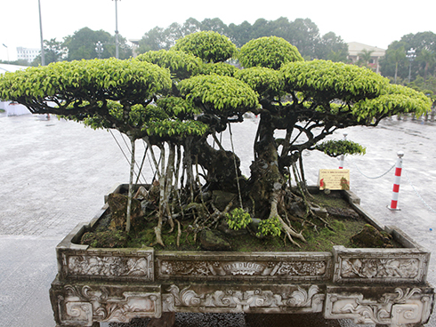 Hoa giấy ngũ sắc giá trăm triệu đắt hàng dịp cận tết-9