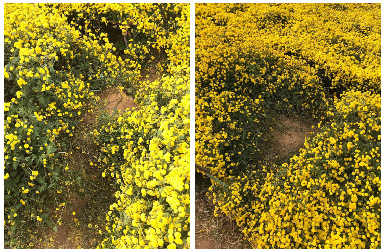 Hình ảnh cô gái nằm ngả ngớn thẳng luống hoa cúc để chụp ảnh khiến dân mạng nóng mắt: Duyên đến thế là cùng!-2