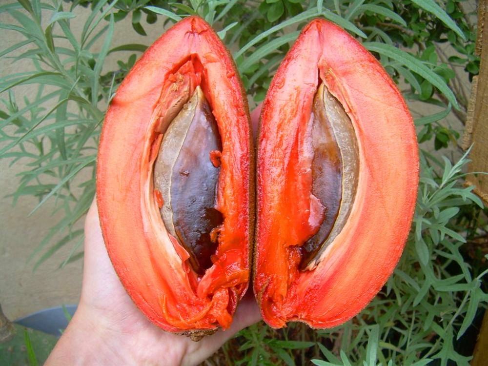 Những loại quả ruột đỏ khiến chị em chao đảo ngay khi xuất hiện-1