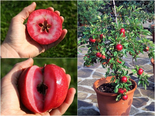 Những loại quả ruột đỏ khiến chị em chao đảo ngay khi xuất hiện-11