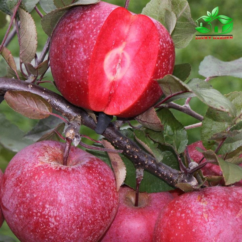 Những loại quả ruột đỏ khiến chị em chao đảo ngay khi xuất hiện-12