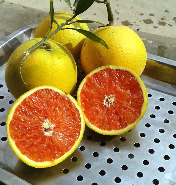 Những loại quả ruột đỏ khiến chị em chao đảo ngay khi xuất hiện-16