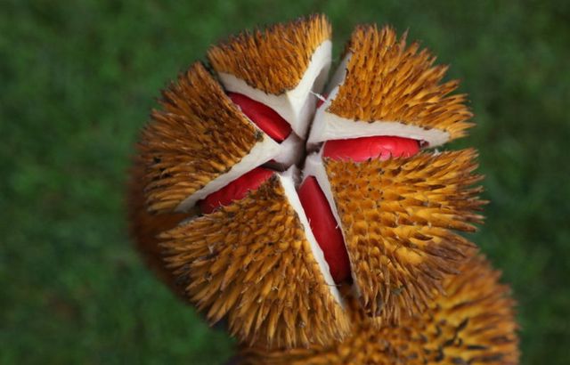 Những loại quả ruột đỏ khiến chị em chao đảo ngay khi xuất hiện-7