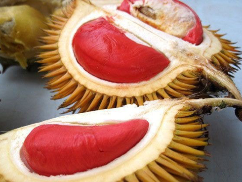 Táo Giáng sinh đỏ rực, 500 ngàn/quả mua tặng người thương-3