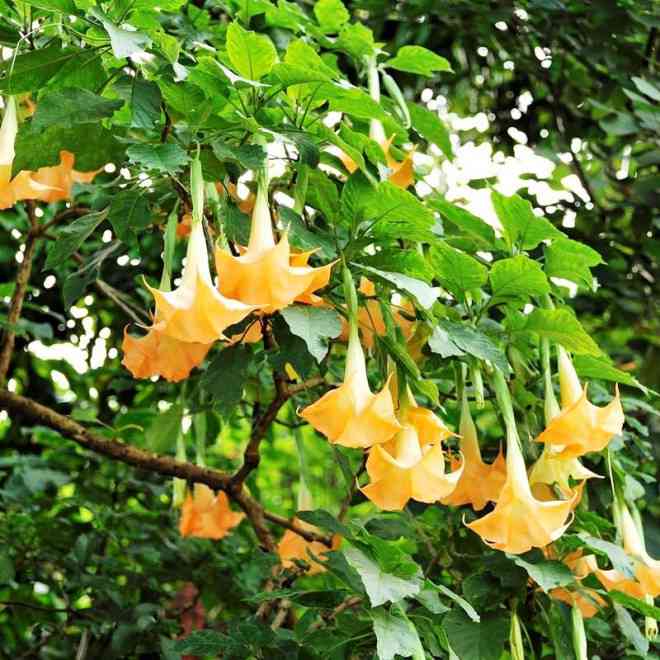 Tiết lộ về hơi thở của quỷ - nghi vấn số 1 khiến nhiều người bị cướp trên xe khách-2