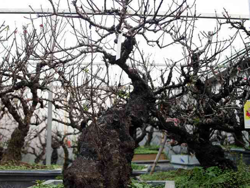 Cuối đời đi chăn bò của vợ chồng ông chủ buôn sắt vụn, từng giàu nhất làng-5