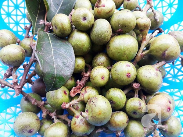 Cách làm sung muối chua cay ăn kèm món gì cũng ngon-1