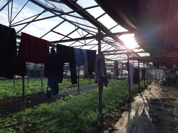Phát hiện 5 người Việt sống như nô lệ trong hoàn cảnh khổ sở, tù túng tại một vườn ươm cây ở nước Anh-4