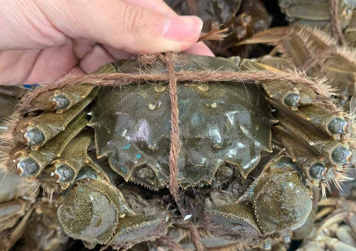 Các loài cua đắt nhất thế giới, có loại giá bằng chiếc ô tô-4