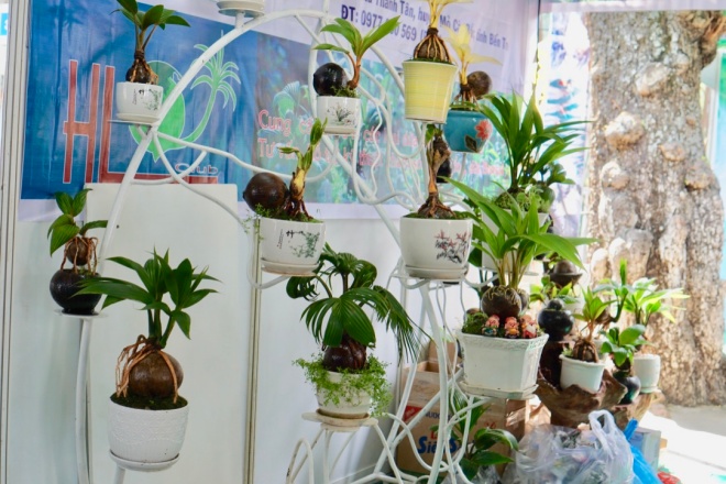 Xuất hiện dừa bonsai đột biến 2 màu cực lạ, hàng độc chơi Tết-3