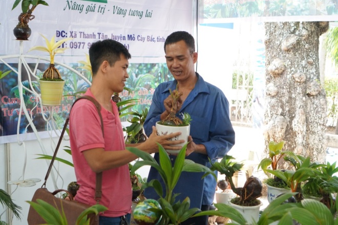 Xuất hiện dừa bonsai đột biến 2 màu cực lạ, hàng độc chơi Tết-5