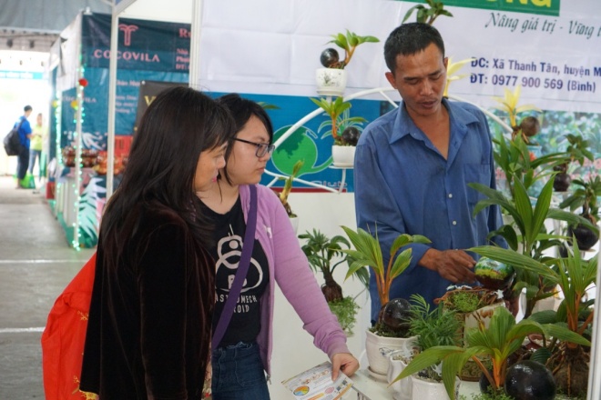 Xuất hiện dừa bonsai đột biến 2 màu cực lạ, hàng độc chơi Tết-12