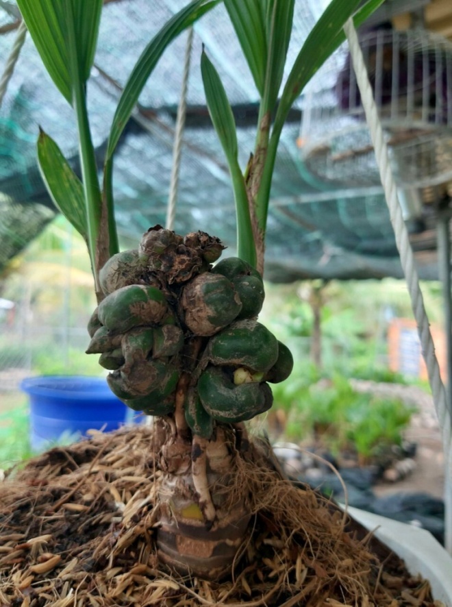 Xuất hiện dừa bonsai đột biến 2 màu cực lạ, hàng độc chơi Tết-8
