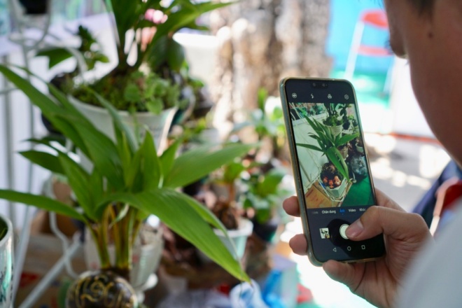 Xuất hiện dừa bonsai đột biến 2 màu cực lạ, hàng độc chơi Tết-9