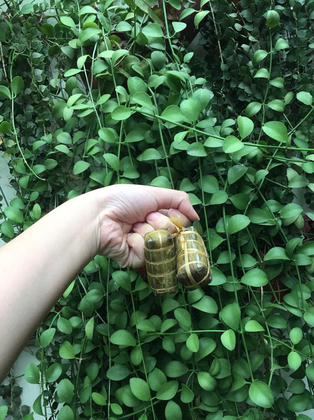 Thịt lợn tăng giá chóng mặt, dân tình kháo nhau giảm size bánh chưng cho đỡ tốn kém, nhưng bánh bé thế này thì điêu quá nhỉ?-7