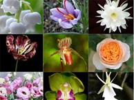 9 loài hoa đắt nhất hành tinh, có loại đến vàng 9999 cũng không là gì