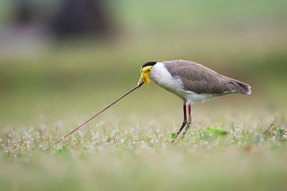 Ngỡ ngàng khoảnh khắc chộp bướm và loạt ảnh cực đẹp về loài chim-2