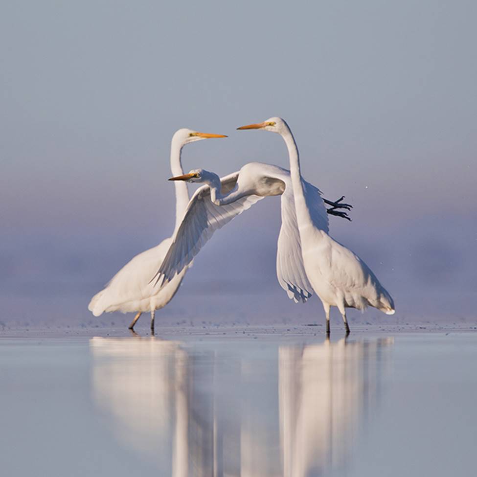 Ngỡ ngàng khoảnh khắc chộp bướm và loạt ảnh cực đẹp về loài chim-11