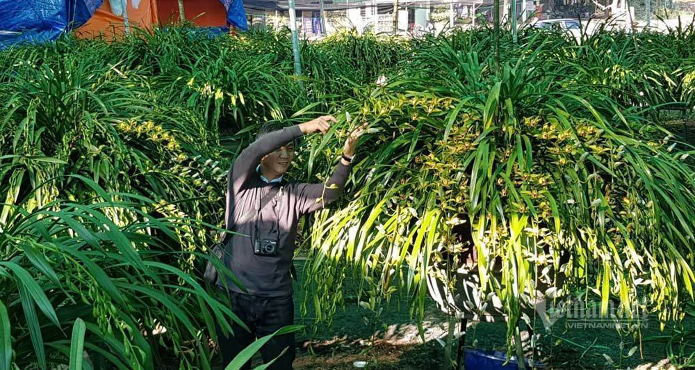 Đại gia Hà thành chi 2 tỷ mua lan Trần Mộng siêu hiếm chơi Tết-2