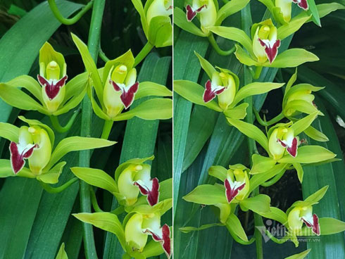 Lan hồ điệp giá hàng chục triệu xuống phố đón Tết sớm-14