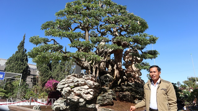 Đồng Nai: Cây me khủng 60 năm tuổi đã kết trái vẫn còn ra hoa-2