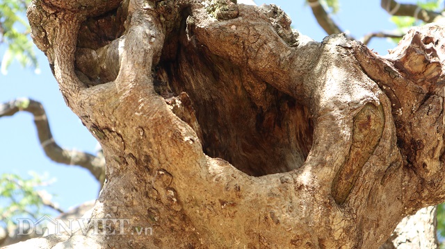 Đồng Nai: Cây me khủng 60 năm tuổi đã kết trái vẫn còn ra hoa-4