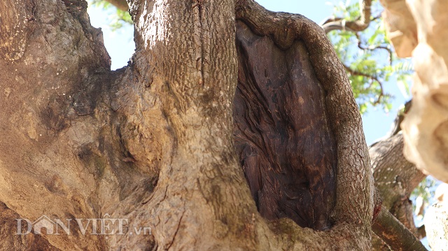 Đồng Nai: Cây me khủng 60 năm tuổi đã kết trái vẫn còn ra hoa-5