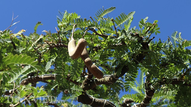 Đồng Nai: Cây me khủng 60 năm tuổi đã kết trái vẫn còn ra hoa-8