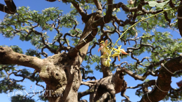Đồng Nai: Cây me khủng 60 năm tuổi đã kết trái vẫn còn ra hoa-9