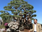 Vua me với những tác phẩm bonsai hái tiền tỷ-4