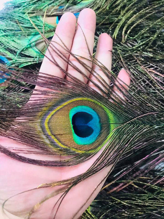 Những ngày sát Tết, lông công phong thủy bỗng trở thành trào lưu mua sắm mới được nhiều người săn tìm-1