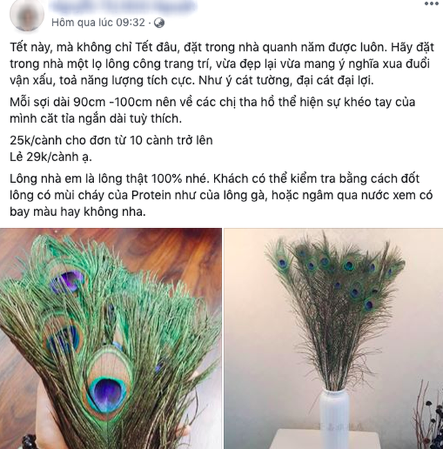 Những ngày sát Tết, lông công phong thủy bỗng trở thành trào lưu mua sắm mới được nhiều người săn tìm-9