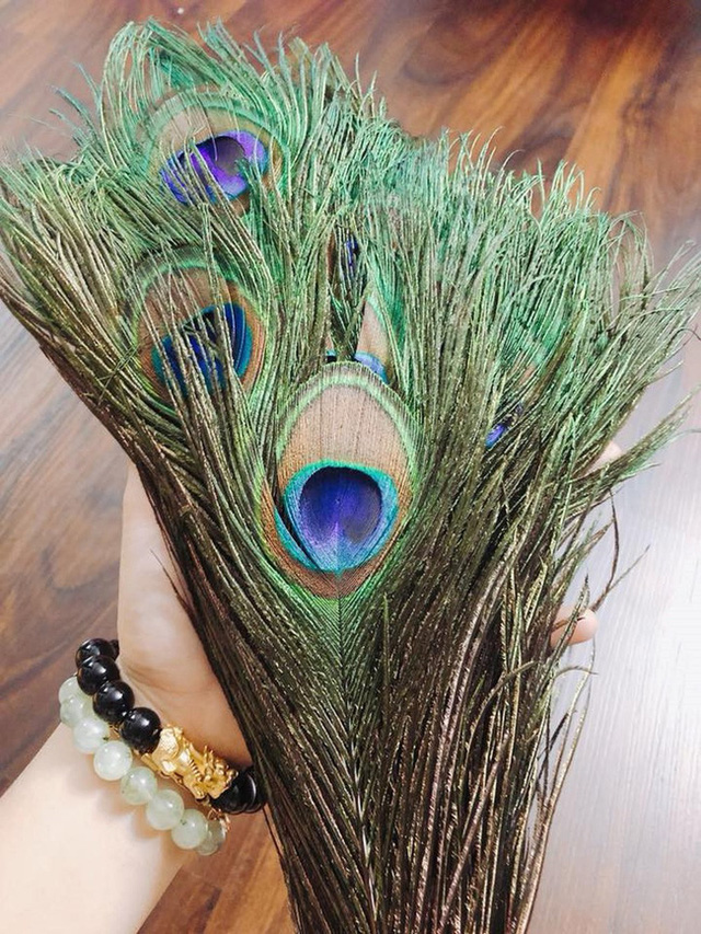 Những ngày sát Tết, lông công phong thủy bỗng trở thành trào lưu mua sắm mới được nhiều người săn tìm-2