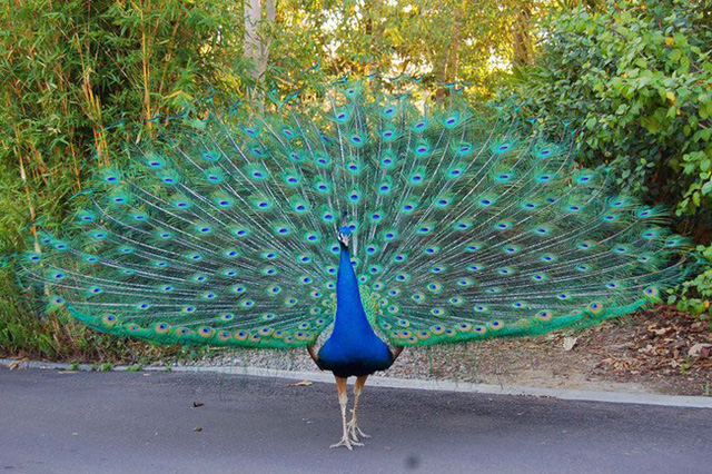 Những ngày sát Tết, lông công phong thủy bỗng trở thành trào lưu mua sắm mới được nhiều người săn tìm-3