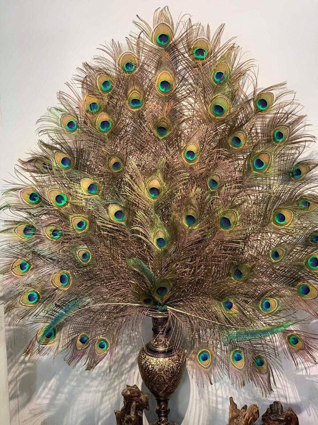 Những ngày sát Tết, lông công phong thủy bỗng trở thành trào lưu mua sắm mới được nhiều người săn tìm-4