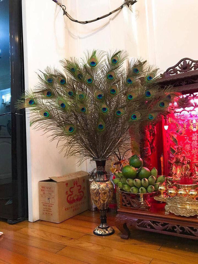 Những ngày sát Tết, lông công phong thủy bỗng trở thành trào lưu mua sắm mới được nhiều người săn tìm-7