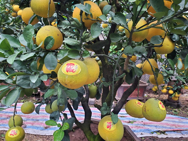 Ngắm vườn bưởi cảnh chơi Tết bạc tỷ ở Hà Nội, 40 triệu đồng/cây 120 quả-2
