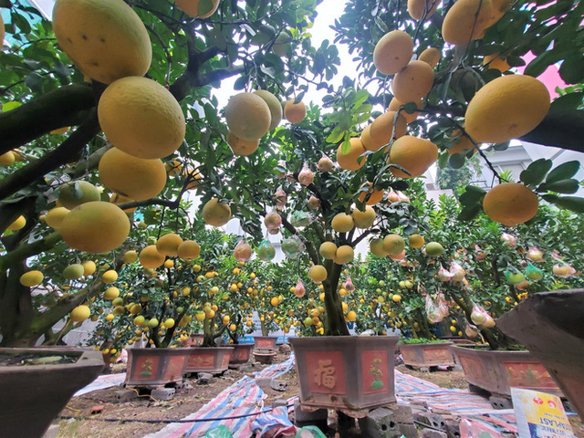 Ngắm vườn bưởi cảnh chơi Tết bạc tỷ ở Hà Nội, 40 triệu đồng/cây 120 quả-7
