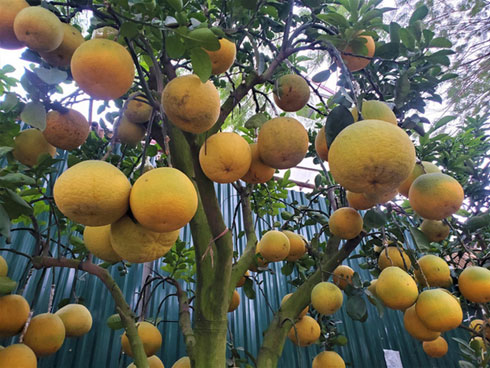 Miền Tây xuất hiện bưởi lạ: Chưa được phép nhưng ai thích cứ trồng-11