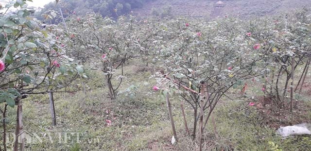 Vườn hồng cổ Sa Pa bạc tỷ bạt ngàn của ông chủ trẻ Thái Nguyên-1