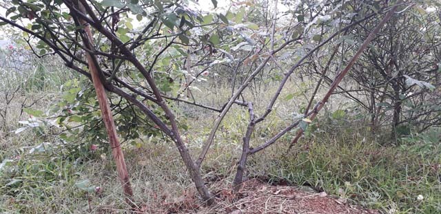 Vườn hồng cổ Sa Pa bạc tỷ bạt ngàn của ông chủ trẻ Thái Nguyên-2