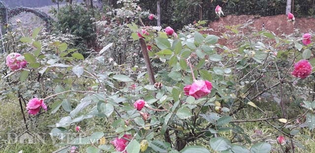 Vườn hồng cổ Sa Pa bạc tỷ bạt ngàn của ông chủ trẻ Thái Nguyên-4