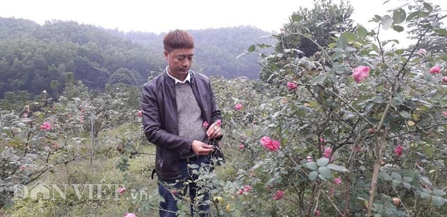 Vườn hồng cổ Sa Pa bạc tỷ bạt ngàn của ông chủ trẻ Thái Nguyên-5
