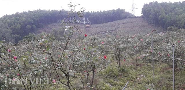 Vườn hồng cổ Sa Pa bạc tỷ bạt ngàn của ông chủ trẻ Thái Nguyên-6