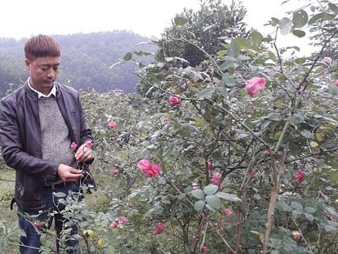 Vườn hồng 400 loài đẹp ngẩn ngơ của kỹ sư bỏ phố về núi-7