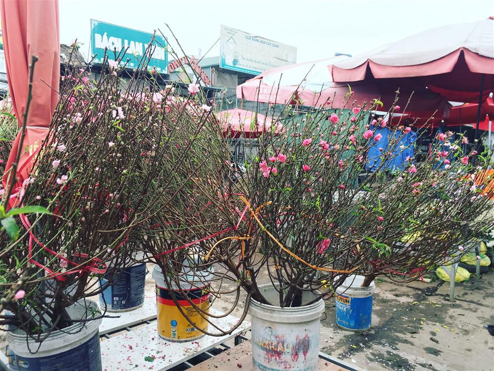 Chơi Tết sớm, một triệu đồng mua 1 cành đào nhỏ xinh-2