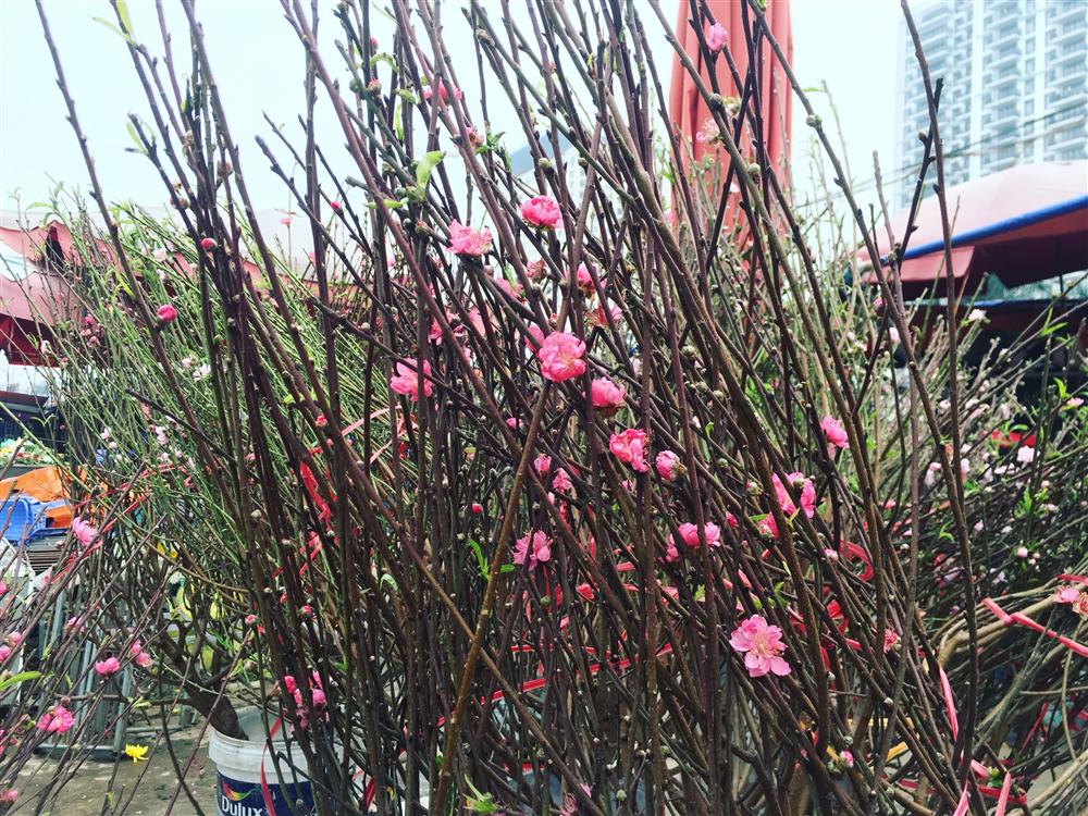 Chơi Tết sớm, một triệu đồng mua 1 cành đào nhỏ xinh-3